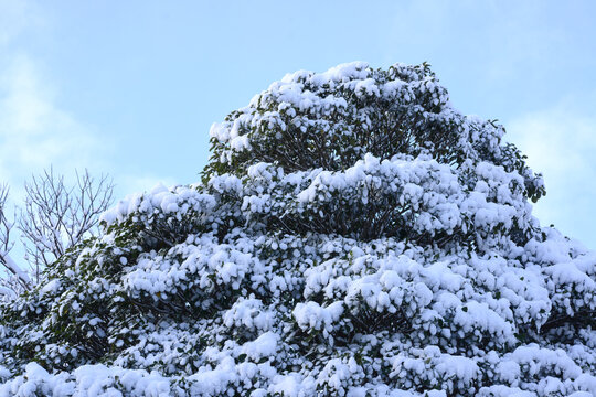雪を纏いて