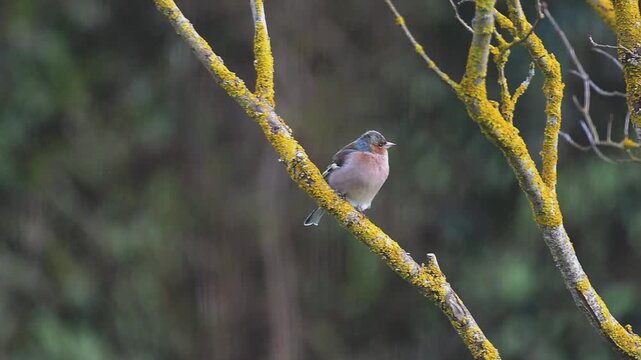Pinson des arbres sur une branche