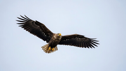 Obraz premium Magnificent majestic eagle soaring with grace across a vast clear sky, wings fully extended