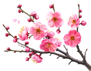 Chinese New Year plum blossom isolated on transparent background