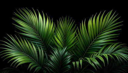 Close up of long slender green palm leaves with serrated edges overlapping against a black background creates a lush tropical feel generative AI