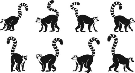 Ring tailed lemur silhouette set in different walking poses, black and white wildlife illustration, exotic animal collection, isolated nature design © MstAnowara