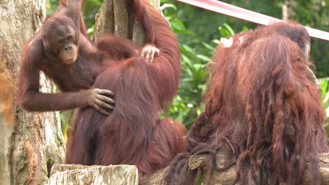 Orangutans Grooming and Interacting in a Lush Tropical Forest Environment