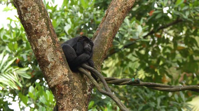 Black Howler Monkey Resting on a Tree Branch in Tropical Rainforest