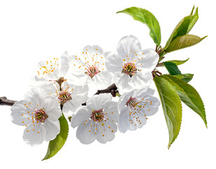Plum blossom branch isolated on transparent background