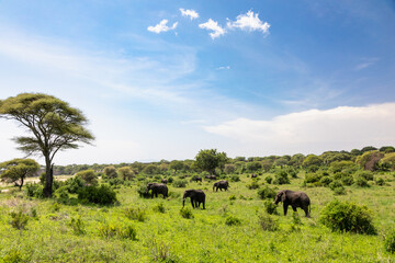 Obraz premium Eine Herde Afrikanischer Elefanten in der grünen Landschaft des Tarangire Nationalparks in Tansania