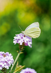 Small white butterfly on a flower. Close-up of the insect in nature. Pieris rapae.
