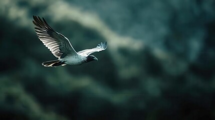 This breathtaking image captures a majestic bird soaring through the sky, emphasizing freedom and the beauty of nature against a blurred scenic backdrop.
