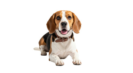 Adult tricolor beagle dog with sleek fur and long floppy ears lying on a transparent studio floor, looking happy with its tongue out, charming pet portrait concept