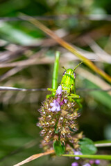Grasshopper sits quietly in lush grass while sun shines down. Nature is abundant with green in the background.