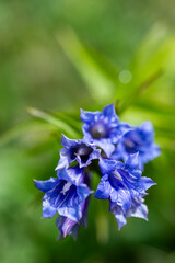 Colorful blue willow gentian flowers (Gentiana asclepiadea) bloom in Slovenia, surrounded by green nature.