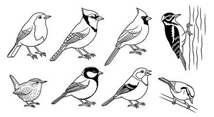 Detailed black and white line art illustrations of various common backyard birds. © SAQUEEN