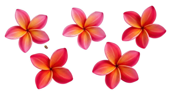 four plumeria flowers, vibrant pink smoothly grading to red-orange centers, isolated in a minimalist flat lay on a transparent background, conveying tropical elegance and serenity.