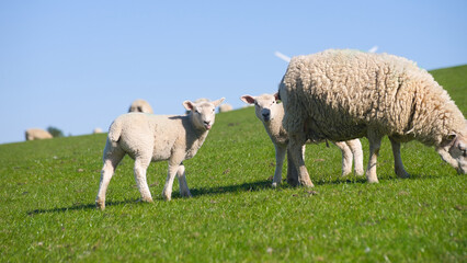 Obraz premium Wide shot of two dike sheep babies hiding behind their mother with their tongues sticking out