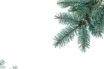 Obraz premium Spruce branches isolated on white background. Selective focus. Nature.