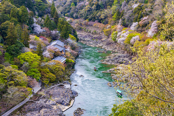 京都府　嵐山公園の桜風景