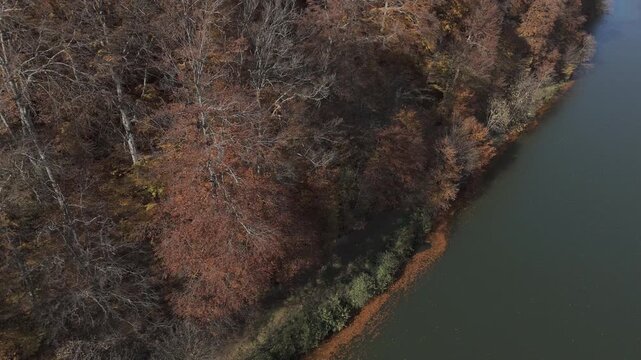 Ungraded log aerial footage of diagonal autumn tree line and lake bank with green bushes and fallen foliage