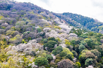 京都府　嵐山公園の桜風景