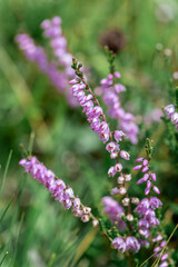 Purple Common Heather flowers (Calluna vulgaris) grow in a lush green field in Slovenia under bright sunlight during summer.