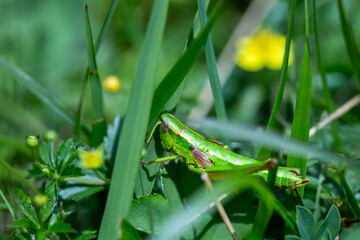 Grasshopper sits quietly in lush grass while sun shines down. Nature is abundant with green in the background.