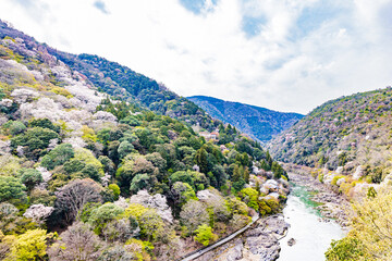 京都府　嵐山公園の桜風景