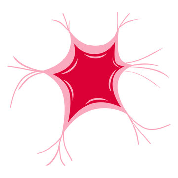 Peroxisome Structure Illustration