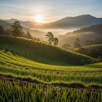 rice fields in the mountains in the morning