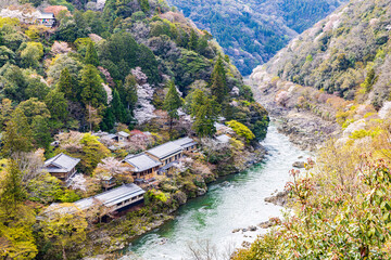 京都府　嵐山公園の桜風景