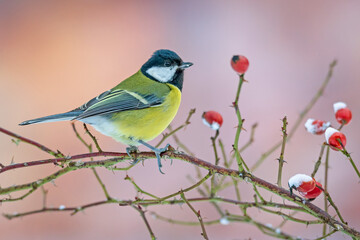 Great tit (Parus major) perched on a thorny wild rose branch with red rose hips covered in snow, against a soft pastel background. © WojtekWildlife