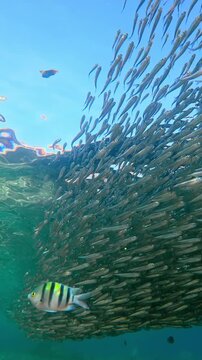 Enormous, long school of Hardyhead Silversides moves in continuous counter flow during spawning run. Huge amount of Atherina`s form tight silvery shoal at spawn season swims in coastal waters