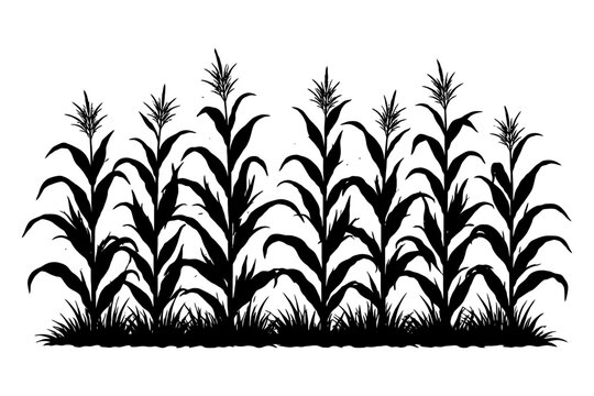 Silhouette of corn plants against white background with detailed foliage.