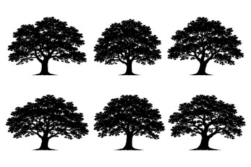 Obraz premium Silhouette collection of six oak tree variations on white background.
