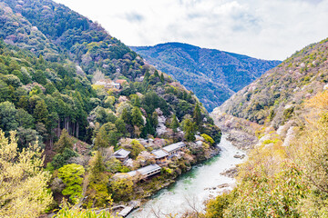 京都府　嵐山公園の桜風景