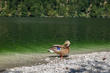 A female wild duck (Anas platyrhynchos) stands on the shore of a clear lake in Slovenia. The water reflects green trees nearby. The setting shows nature without any people.