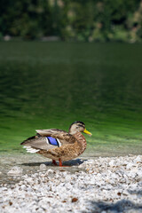 A female wild duck (Anas platyrhynchos) stands on the shore of a clear lake in Slovenia. The water reflects green trees nearby. The setting shows nature without any people.