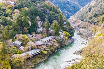 京都府　嵐山公園の桜風景