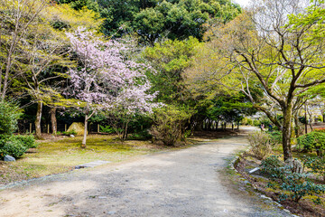 京都府　嵐山公園の桜風景