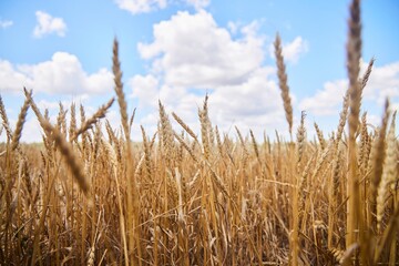 Obraz premium A field with bright yellow ripe wheat against a blue sky. Agriculture, cultivation of grain crops