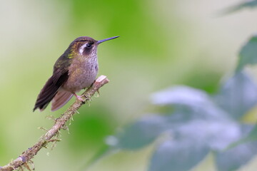 Amethyst woodstar, Calliphlox amethystina, Ecuador