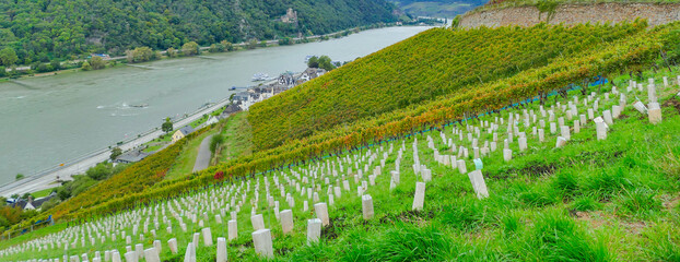 Panorama Weinanbau Setzlinge Stecklinge Reben