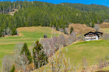 Weidezweige vor alpinen Motiv