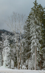Nadelb&auml;ume unter Schneeschicht