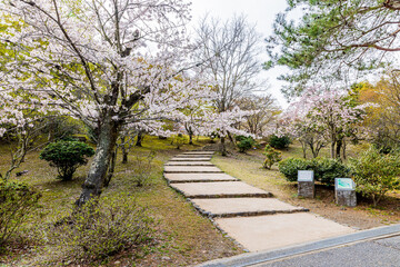 京都府　嵐山公園の桜風景