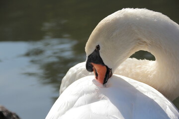 水辺で羽を休めて毛づくろいをする美しい白鳥ーBeautiful white swan preening its feathers and resting by the water © yuko