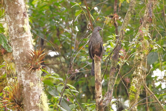 Andean guan, Penelope montagnii, Ecuador