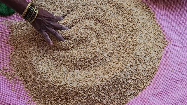 A hand is seen mixing or adding rice to jowar seed to create the mixture used for making sticky roti bhakri, a preparation described as good to eat. This process ensures a specific texture and flavor 