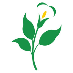 Obraz premium zantedeschia green goddess flower on white background 