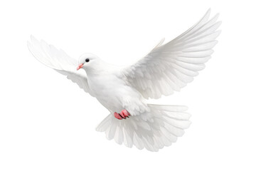 Fototapeta premium White dove flying with outstretched wings, symbolizing peace, freedom, love, and purity. Isolated on a transparent background