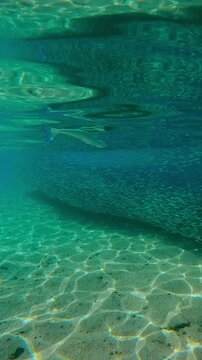Sea Needle watches for prey in long, dense school of Silversides that gather in shallow water during spawning season, stretching out in lengthy chain alongside shore. Garfish hunts bait balls.