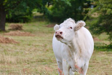 Wei&szlig;e muhende Kuh auf der Wiese